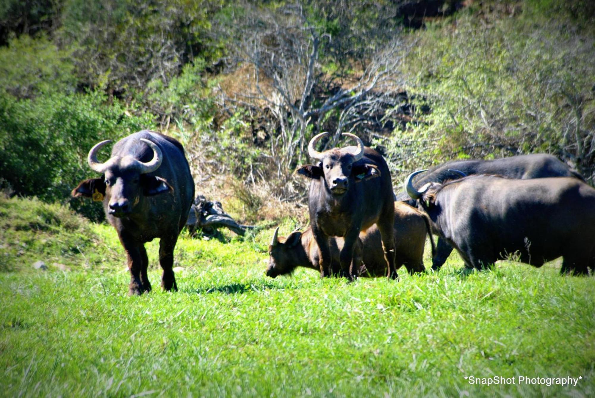 Kududu Guest House Addo Exteriör bild